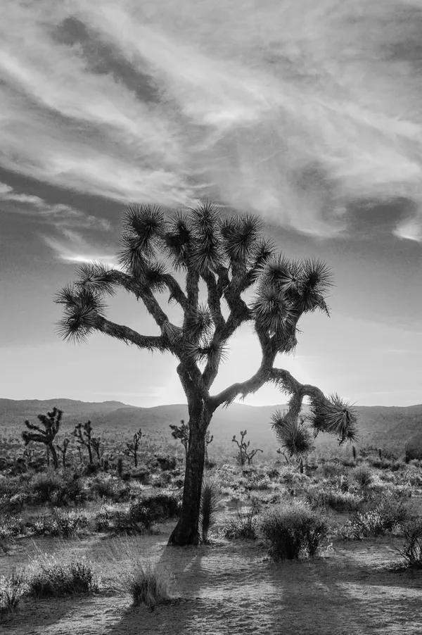 Back-lit Joshua tree thumbnail