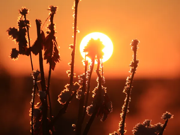 Frosty Plants in Front of Low Winter Sun thumbnail