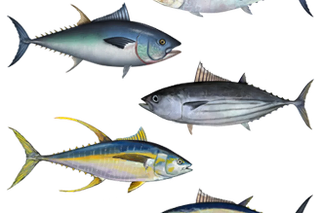 Assorted tuna species