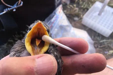 Spotless starling chicks use a bright yellow oil to enhance the color of their mouth, which scientists verified by rubbing a cotton swab over the area.