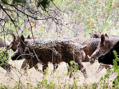 Wild hogs running