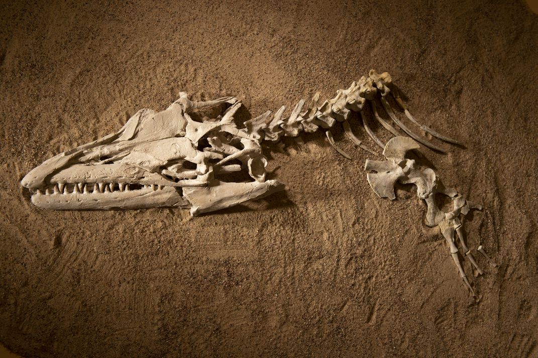 A fossil mosasaur skull and partial skeleton excavated from Angola’s coastal cliffs for display in “Sea Monsters Unearthed,” opening November 9.