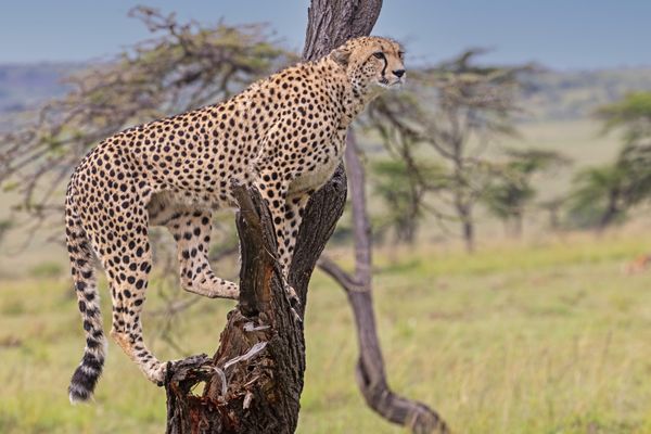Cheetah in Tree thumbnail