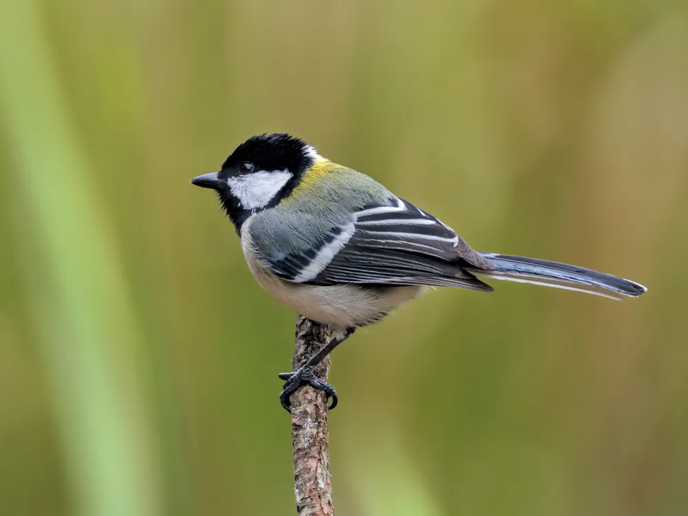 A small bird in profile perches on a small branch
