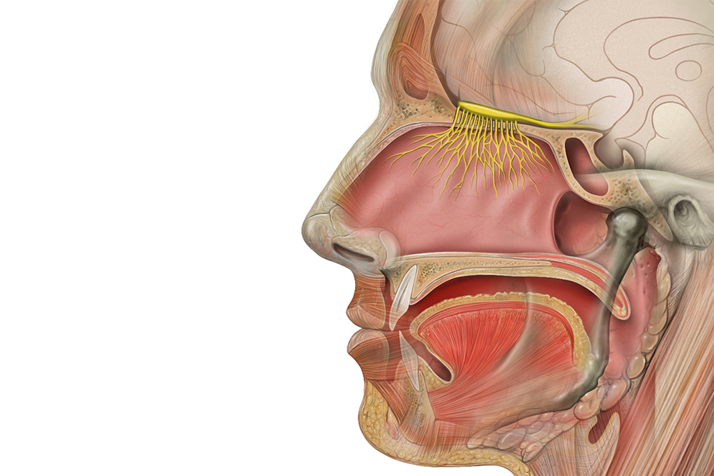 An illustration of the anatomy of a person's profile with all the cavities, muscles and bones.