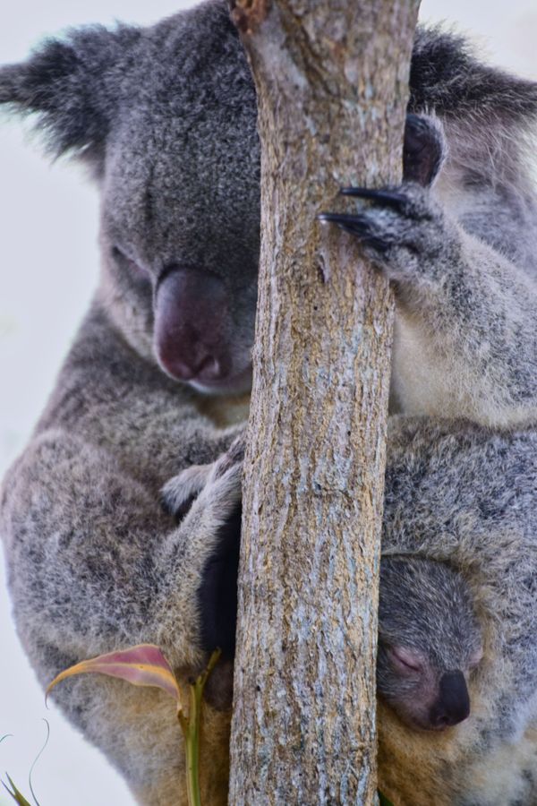 Co-sleeping Koalas thumbnail