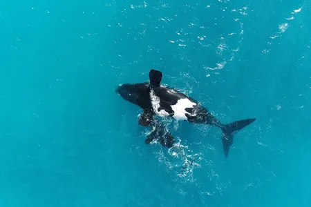 A mother floating belly-up next to her calf