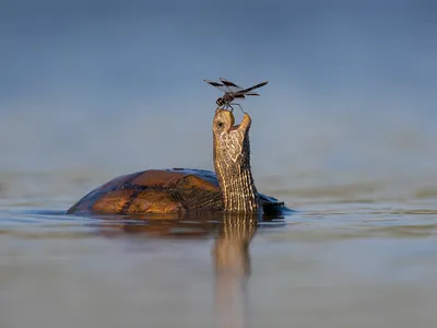 A turtle appears to smile as a dragonfly alights on its nose.