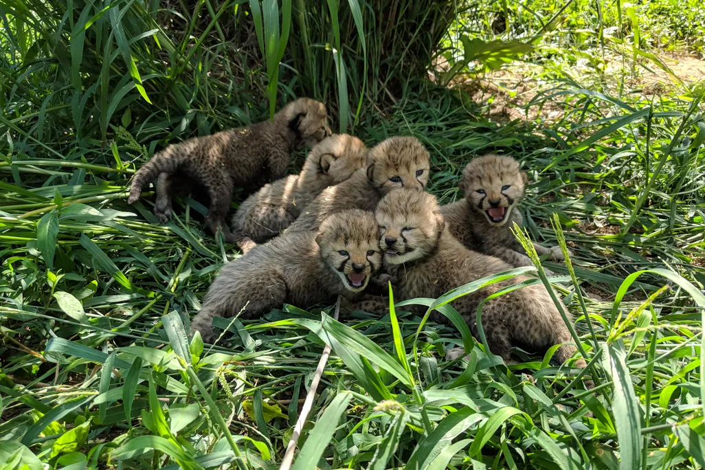 Cheetah cubs