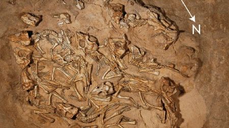 A Protoceratops nest containing up to 15 baby dinosaurs