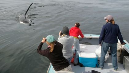 The Curious Case of 'Old Thom,' an Orca Traveling Alone in the North Atlantic