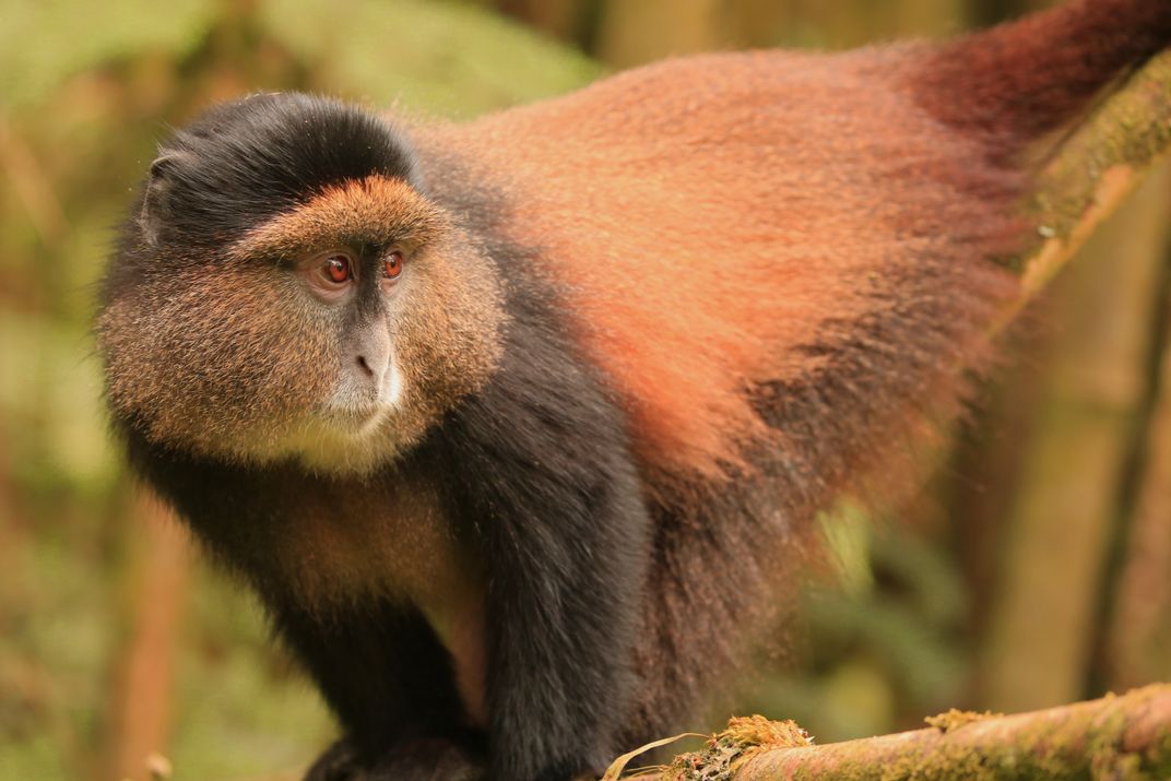 Golden Monkeys  Uganda and Rwanda Wildlife Guide