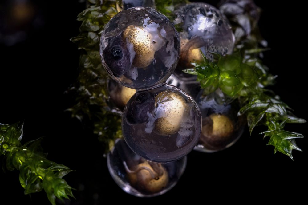 Amboli Bush Frog eggs, suspended in their jelly capsules, showcasing the developing tadpoles inside. These tiny amphibians are endemic to the Western Ghats of India and exhibit direct development, meaning they skip the free-swimming tadpole stage and hatch directly into miniature froglets. This clutch was likely deposited on a leaf or moss near the forest floor in their misty, high-altitude habitat.