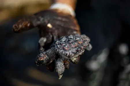 A woman at the Gador nature reserve in Israel holds a dead baby sea turtle covered in tar from the oil spill on Feb. 20, 2021. 
