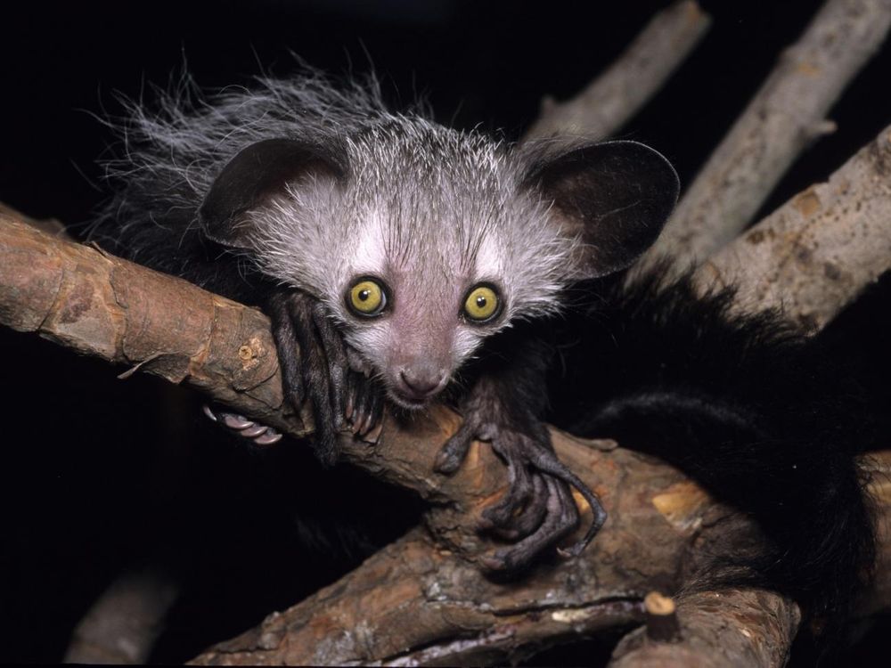 Aye-aye