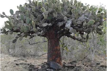 An Espanola Galapagos giant tortoise under an arboreal prickly pear cactus. The cactus is a vital part of the tortoise's diet, but the surrounding woody plants - a leftover problem caused by goats - prevent the cactuses from regrowing.  