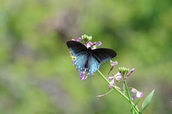 Pipevine Swallowtail thumbnail