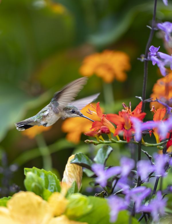 She’s out for her morning tasting of the backyard garden.