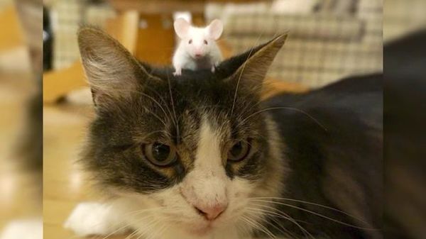 Preview thumbnail for SmartNews: Why Are These Mice Unafraid of Cats?
