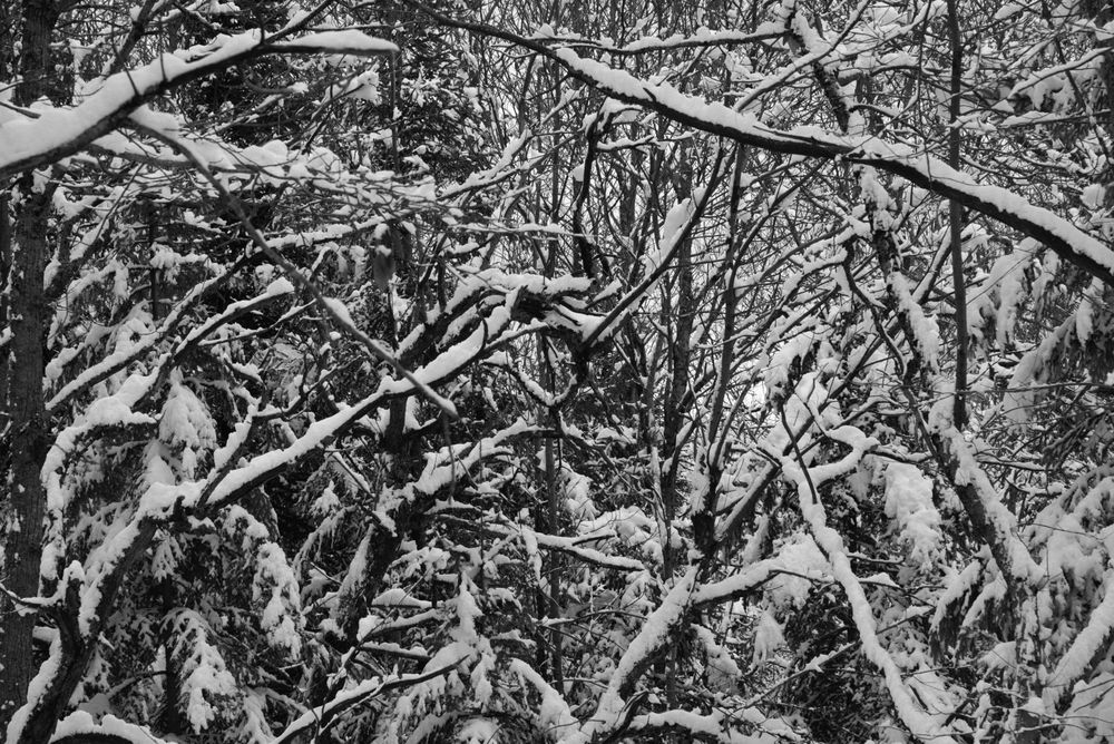 The snow falls even on what is protected by the trees, the undergrowth, and there I found a sense of inner peace and calm, in a mix of magnificence and delicacy.
