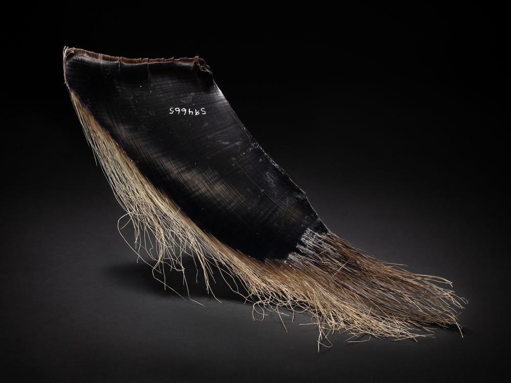 A black plate of whale baleen is lit up against a dark background with brown hair-like material coming from the bottom of the specimen.