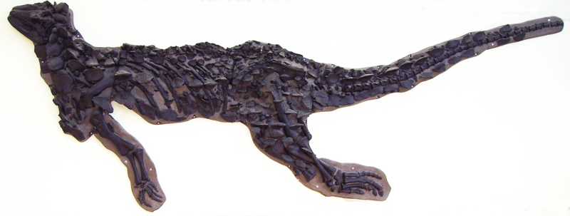 20110520083305Scelidosaurus-skeleton.png