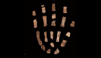 The Top Human Evolution Discoveries of 2025, From the Intriguing Neanderthal Diet to the Oldest Western European Face Fossil