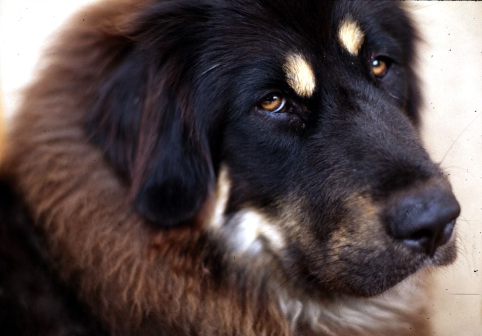 Tibetan_Mastiff_001.jpg