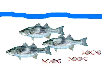 Fish leave bits of DNA behind that researchers can collect.