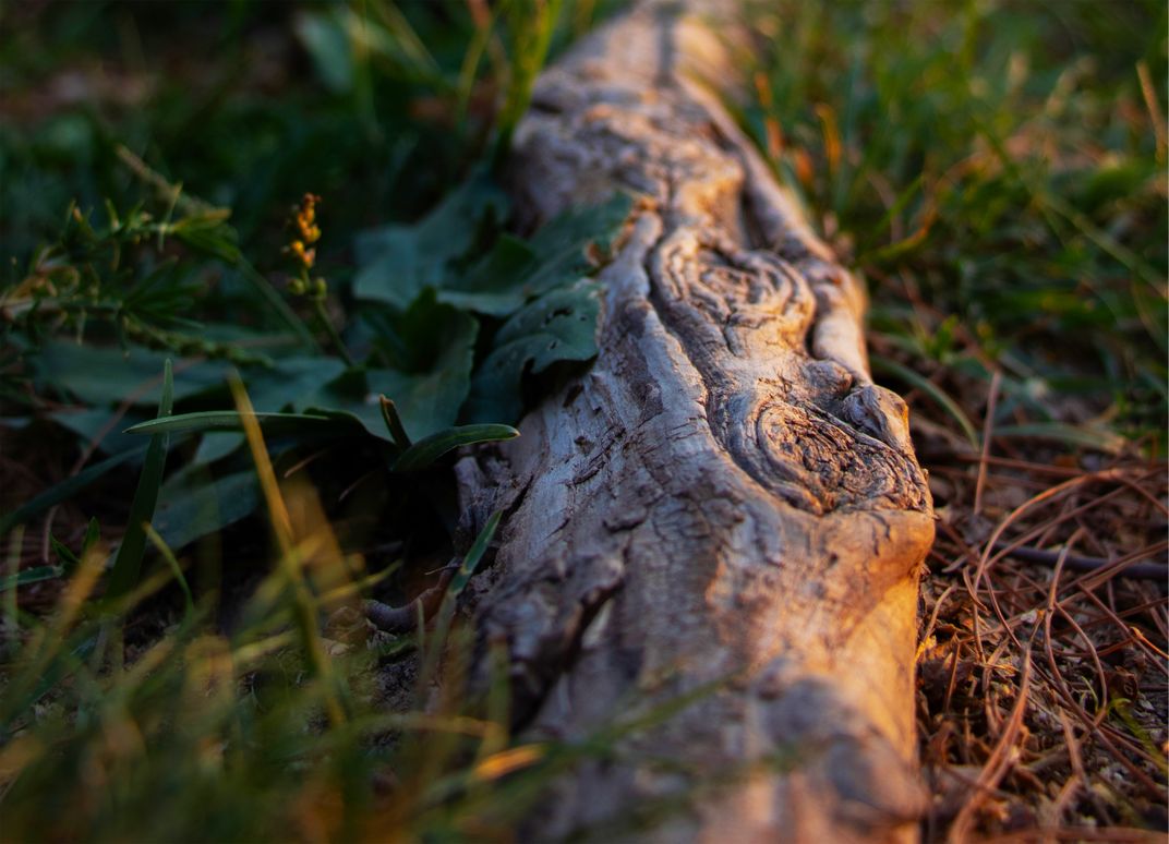 The root of a withered tree that still lives in the soil with love ...
