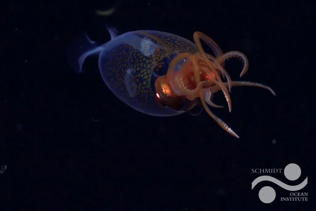 the glassy colossal squid