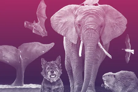 Bats, whales, naked mole rats, elephants, albatrosses, certain dog breeds and a few other animals live unexpectedly long lives. Can scientists discover their secrets?