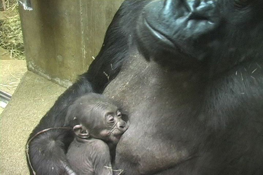 20110520104026gorillababy.jpg