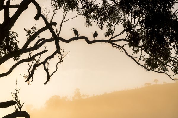 Dawn Silhouettes: Australian Ibis in Majestic Tree thumbnail