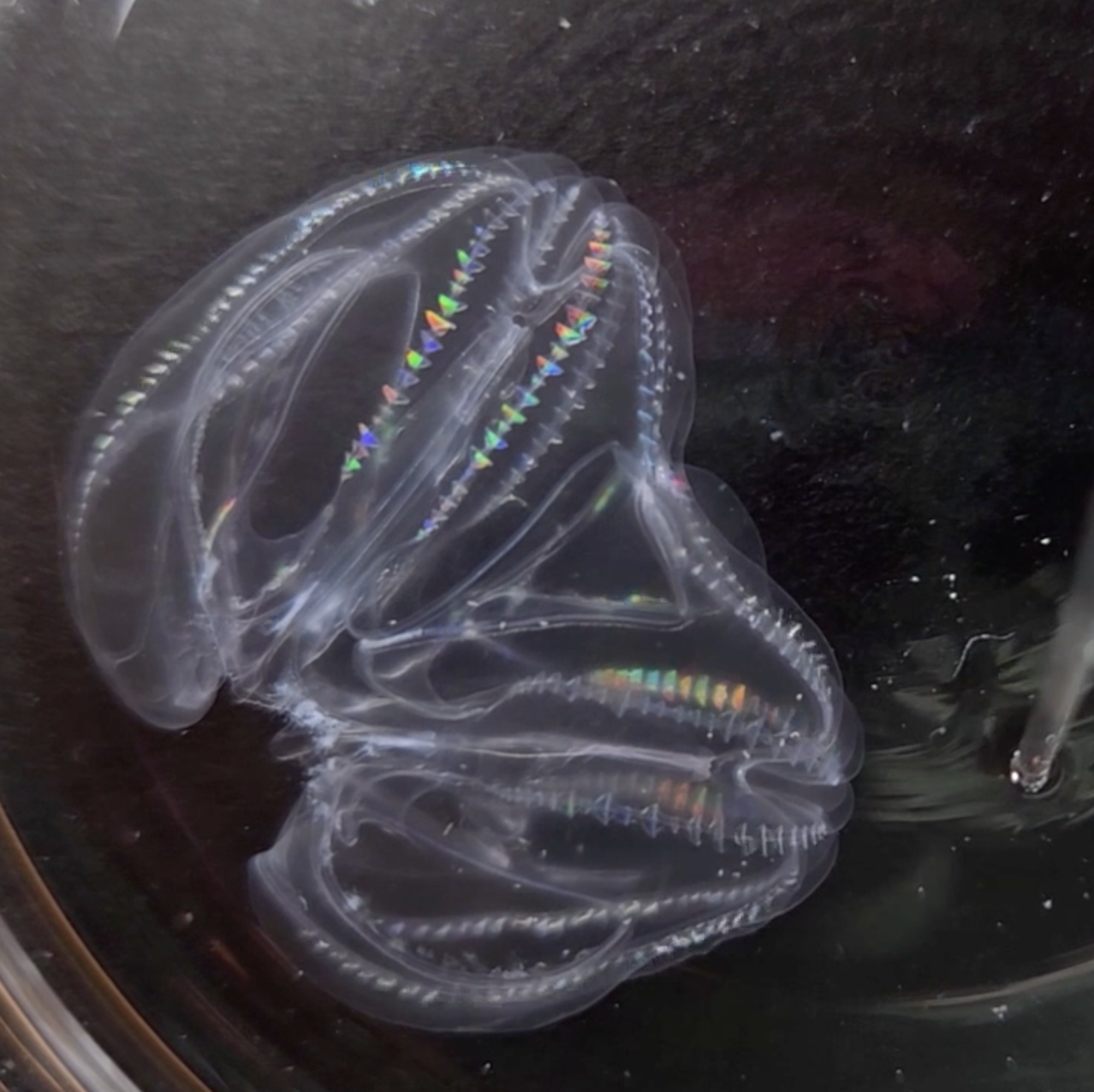 These Frankenstein-Like Sea Creatures Can Actually Fuse Their