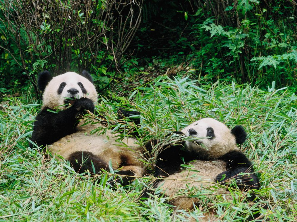 pandas eating