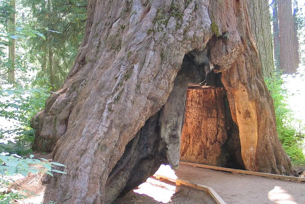 tree tunnel