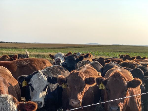 Livestock integrated cropping systems research in rural western North Dakota thumbnail