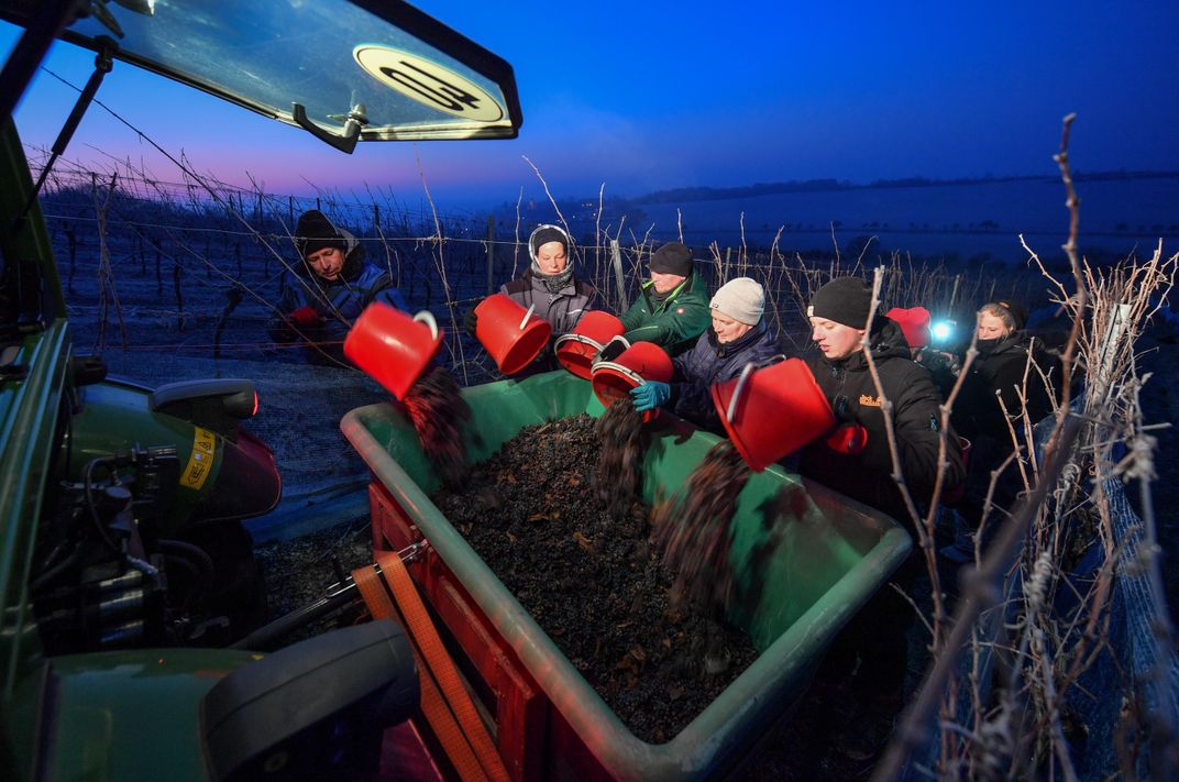 Workers pour buckets of icy grapes into a trailer