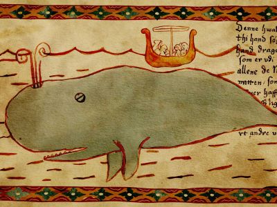 Evidence suggests blue whales were an important food source for Icelanders.
