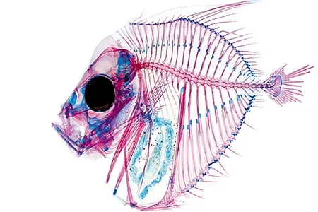 Beginning July 23, at Natural History, see examples of technologies that endow researchers with X-ray vision. Shown here is Selene vomer by David Johnson, 2008.