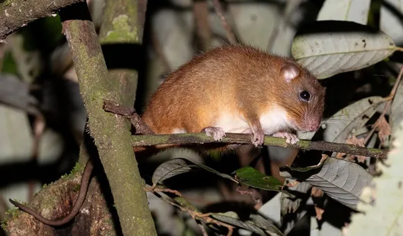 tree_rat_tremarctos.jpg