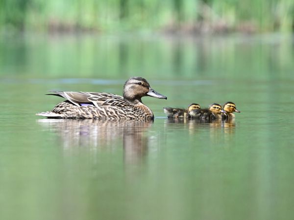 Mallard ducks and baby ducklings thumbnail