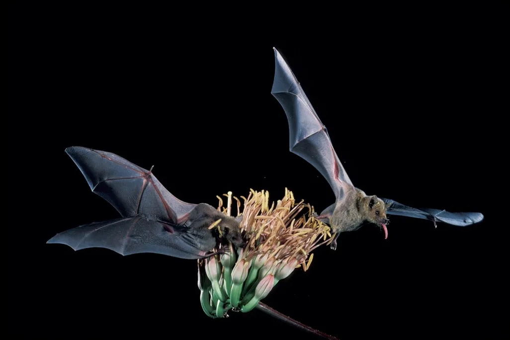 bat species recovery