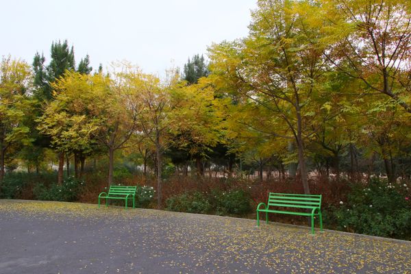Empty benches in autumn thumbnail