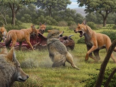 All modern dogs are descended from a wolf species that when extinct around 15,000 years ago. Grey wolves, pictured here fighting for food with now extinct dire wolves (red), are dogs’ closest living relative. (Art by Mauricio Antón)