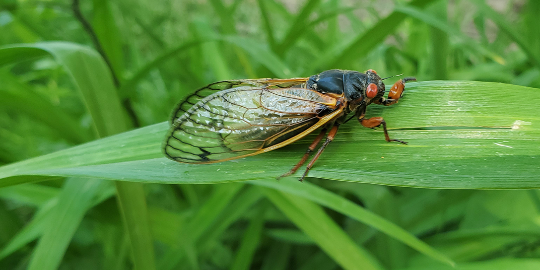A 17-year brood X cicada with a large body, long wings and big red eyes, rests on a leaf