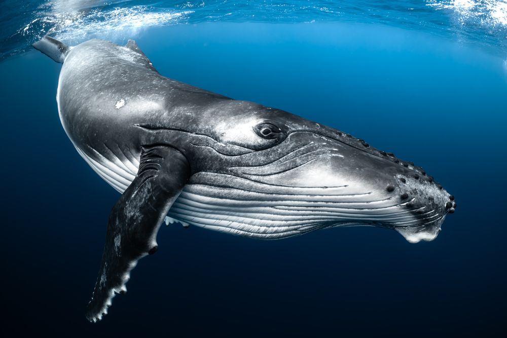 In the winter, the Polynesian islands are full of migrating humpback whales, coming to breed and raise their babies. This young female calf definitely did not know the meaning of personal space. She kept swimming circles around me until mom decided that playtime was over.