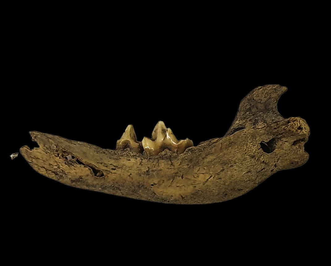 Jaw bone with teeth protruding against black backdrop