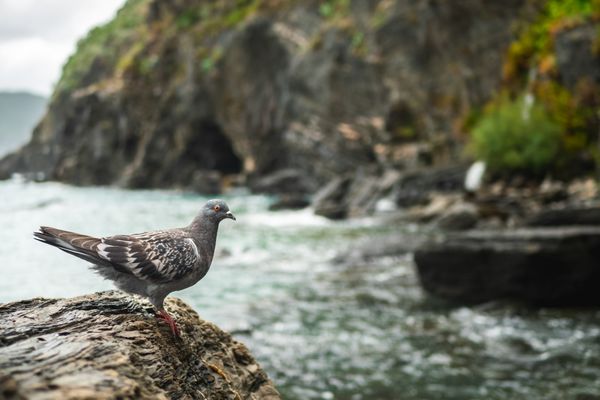 Rocky Cliffs thumbnail
